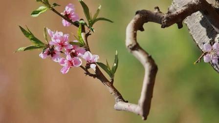 国产精品摘花视频,捕捉自然之美，感受生活韵味