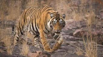 在哪看国产老虎视频