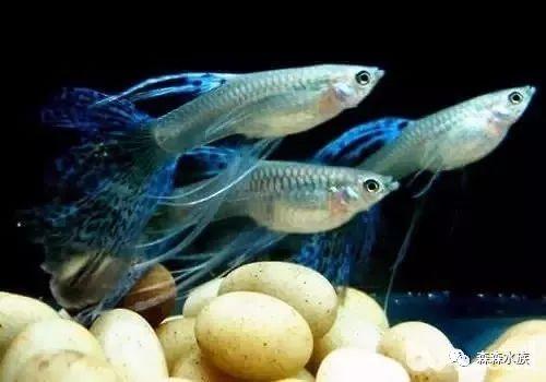 国产孔雀鱼繁殖方法视频,视频教程详解