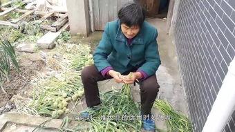 国产老太露脸视频